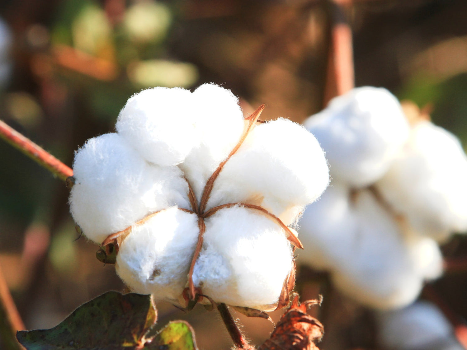 COTTON